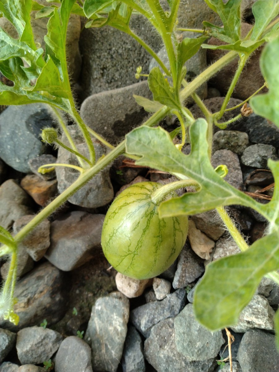 pokoland55's tweet photo. ☀️😀暑い日、続いてますね。

🍀いい日になりますように🍉

#甲府市
#家庭菜園
#野菜
#スイカ https://t.co/zWlCATohdC