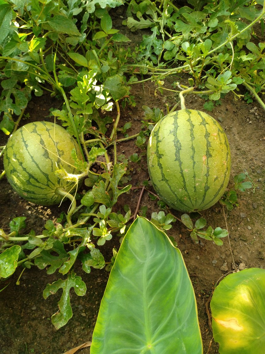 pokoland55's tweet photo. ☀️😀暑い日、続いてますね。

🍀いい日になりますように🍉

#甲府市
#家庭菜園
#野菜
#スイカ https://t.co/zWlCATohdC