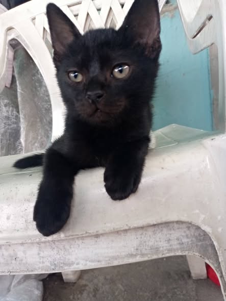 A64029345's tweet photo. Está linda panterita busca un hogar seguro y responsable, no lo puedo tener. Es macho y come de todo. Entrega plaza Bolívar de MARIARA. Contacto; 04125021412 C/TERCEROS https://t.co/McMJ1Sf4tK