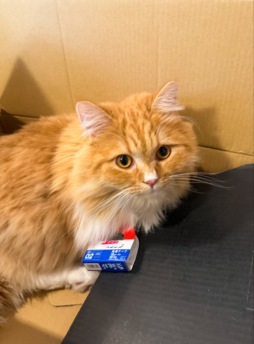 kaminagamanabu's tweet photo. おはようさん。
ダンボール箱がお好きなようで。
#猫 https://t.co/uIr4wnLRyu