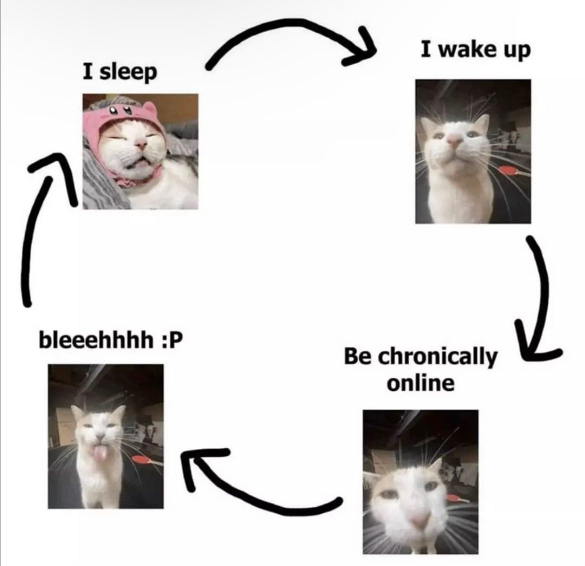 PunchingCat's tweet photo. https://t.co/GDTIFpFu6n