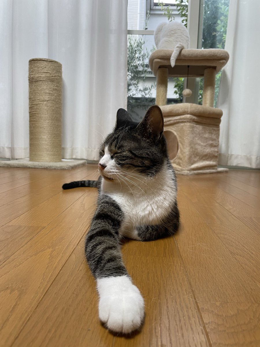 tmnr1213's tweet photo. ノールックじゃんけん🐈‍⬛
✊✌️✋ https://t.co/dKzxG0bUHA