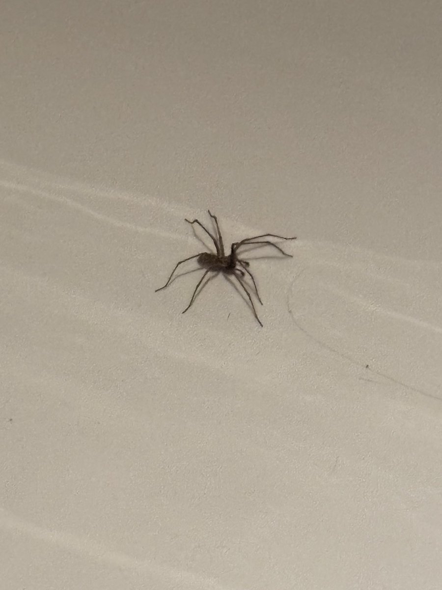 muttaker_'s tweet photo. Cw // spider

New levels of fear have been unlocked tonight, this is the biggest I have ever seen https://t.co/HfKc2NL0io