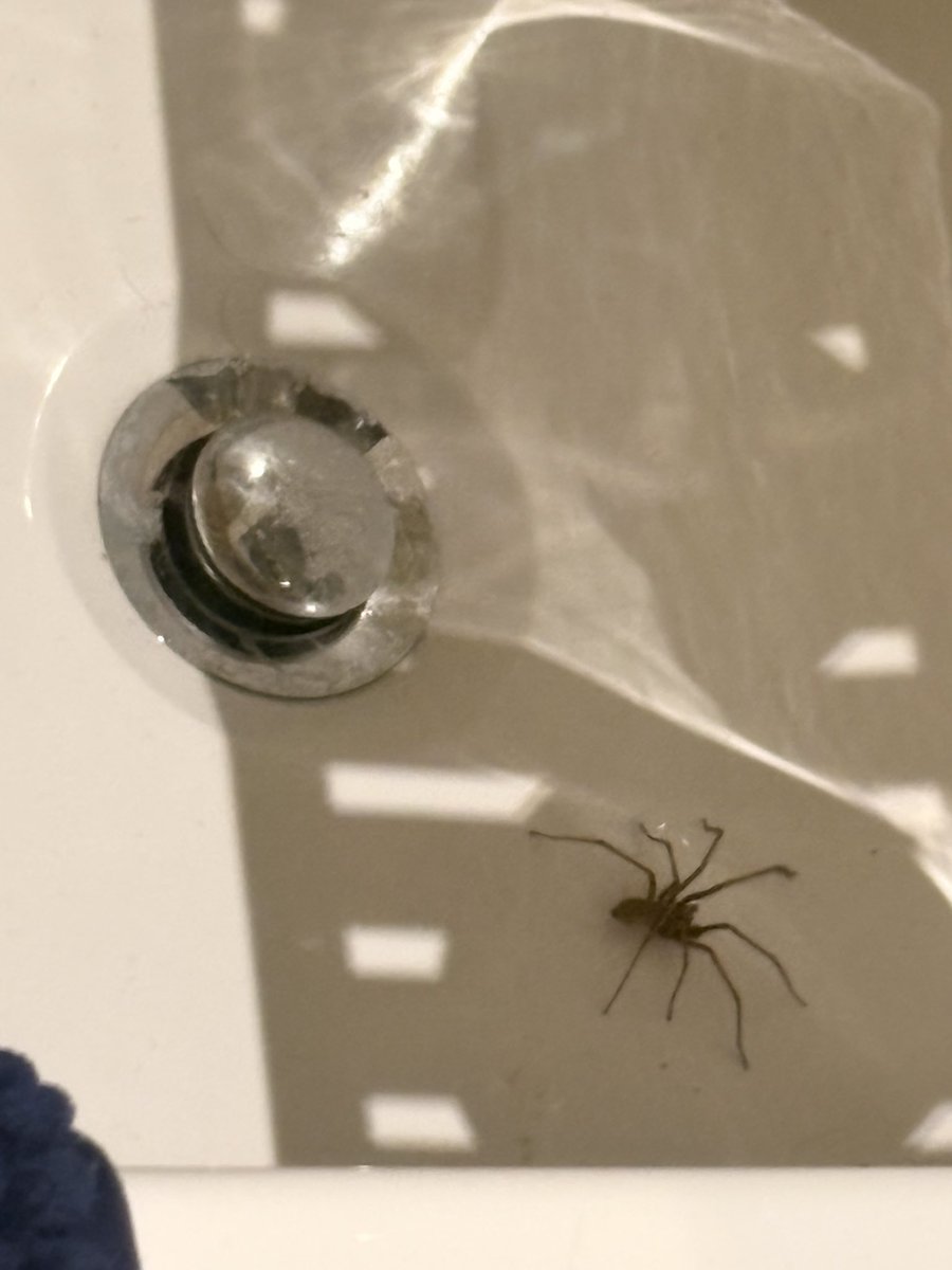 muttaker_'s tweet photo. Cw // spider

New levels of fear have been unlocked tonight, this is the biggest I have ever seen https://t.co/HfKc2NL0io