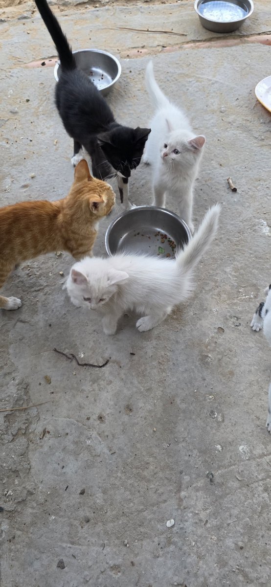 helpAnimalXxx's tweet photo. I broke my own heart today.

Not because another bomb fell.

Not because another building disappeared.

But because I looked into hungry eyes... and realized I had nothing left to give.

The bowls stayed empty.

Some cats ate.

Others quietly walked away still hungry.

No rescuer should ever have to decide who eats and who doesn't.

Yet tonight, that was my reality.

If you can help me bring food back to these rescued cats, I will be deeply grateful.

🐾 PayPal: https://t.co/tlHPXVL4Rm