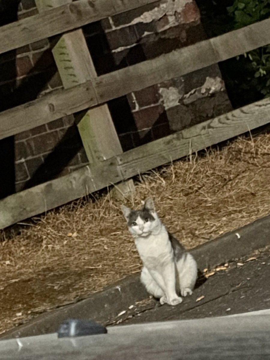 hideonmog's tweet photo. cat spam https://t.co/Sli1Th9PW1