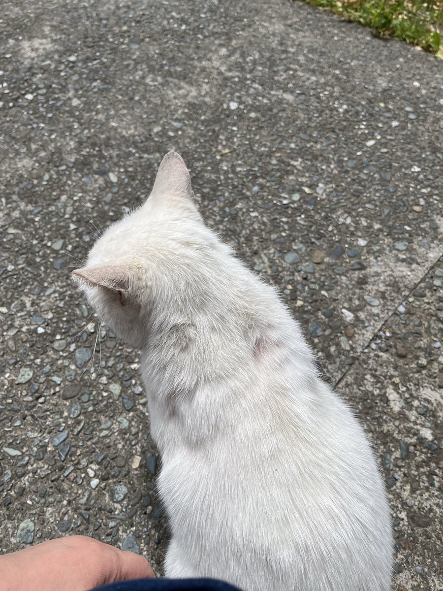 raibelt18's tweet photo. おはようございます！
近くの神社にいる猫です
とても人懐こい https://t.co/mgRBwpIivK