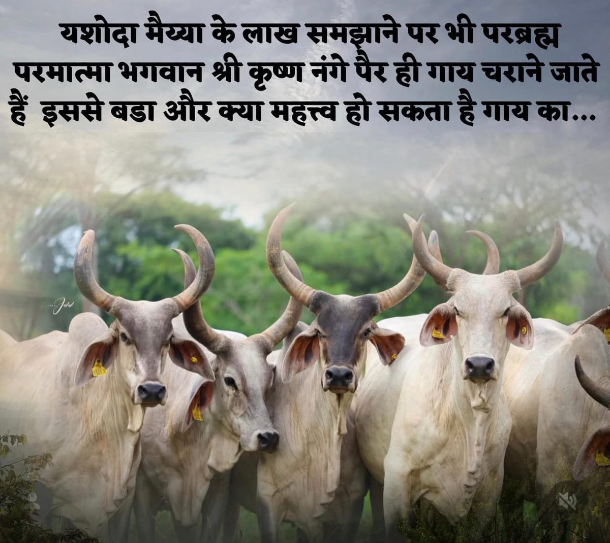 Gmail9782's tweet photo. 🙏🙏💐जय गौमाता 🙏🙏💐✍️✍️ https://t.co/dd5vPcdn6e