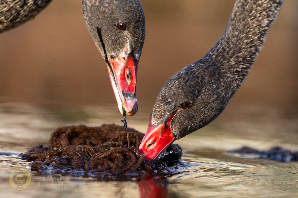 CoastCams247's tweet photo. Breakfast at the weir for Bert and Kimba’s youngsters this morning 🦢
I caught two of the cygnets feeding just after sunrise, making the most of the food around the brook.
📸 @BeachCamsMan
#BertAndKimba #DawlishWaterfowl #BlackSwans #CygnetWatch #BrookLife https://t.co/OetQrt01Fu