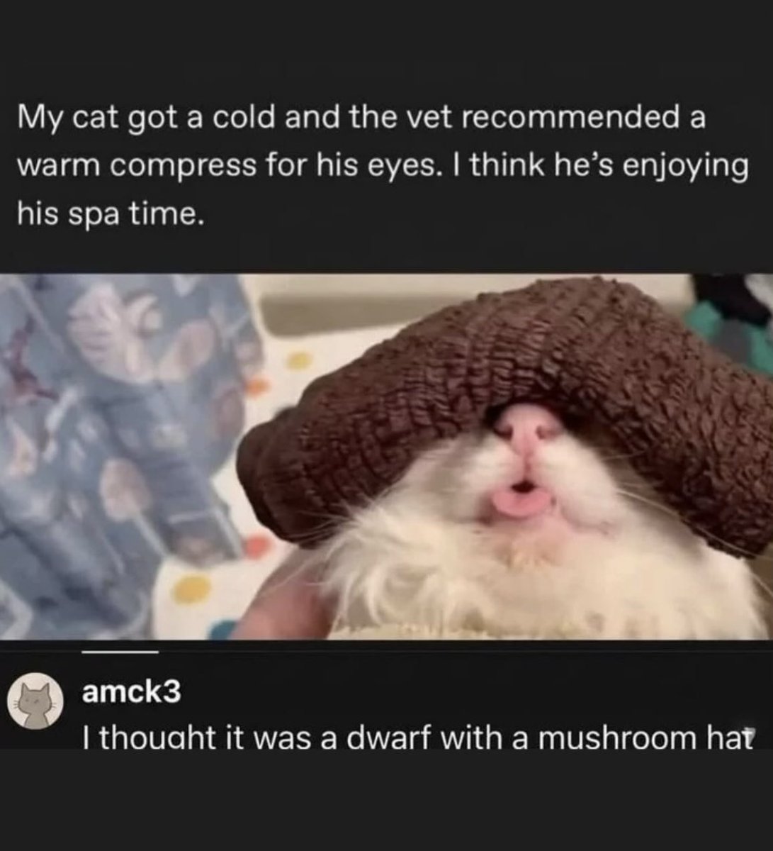 cats with powerful aura tweet media