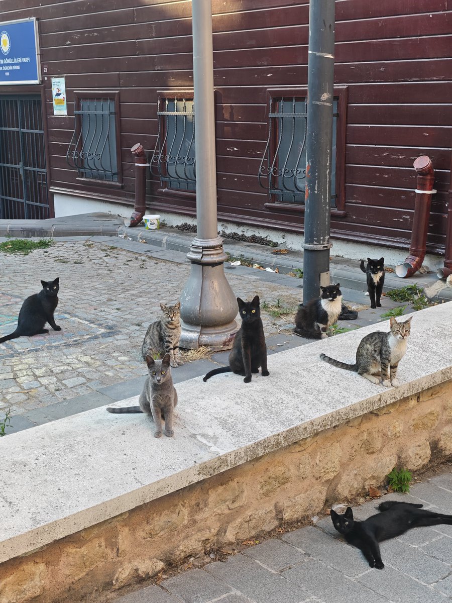 1imza's tweet photo. "Yeryüzündeki tüm canlılar sizin gibi birer ümmettir." (En'âm Suresi, 38)
Biz de mahallenin bu güzel ümmetiyle meclisi kurduk. Kedileri sevmek merhamettendir. https://t.co/JPQbbsxCKu