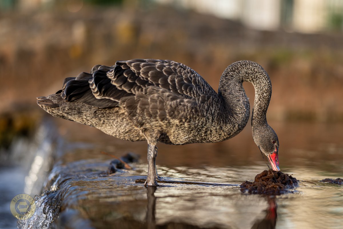 CoastCams247's tweet photo. Breakfast at the weir for Bert and Kimba’s youngsters this morning 🦢
I caught two of the cygnets feeding just after sunrise, making the most of the food around the brook.
📸 @BeachCamsMan
#BertAndKimba #DawlishWaterfowl #BlackSwans #CygnetWatch #BrookLife https://t.co/OetQrt01Fu