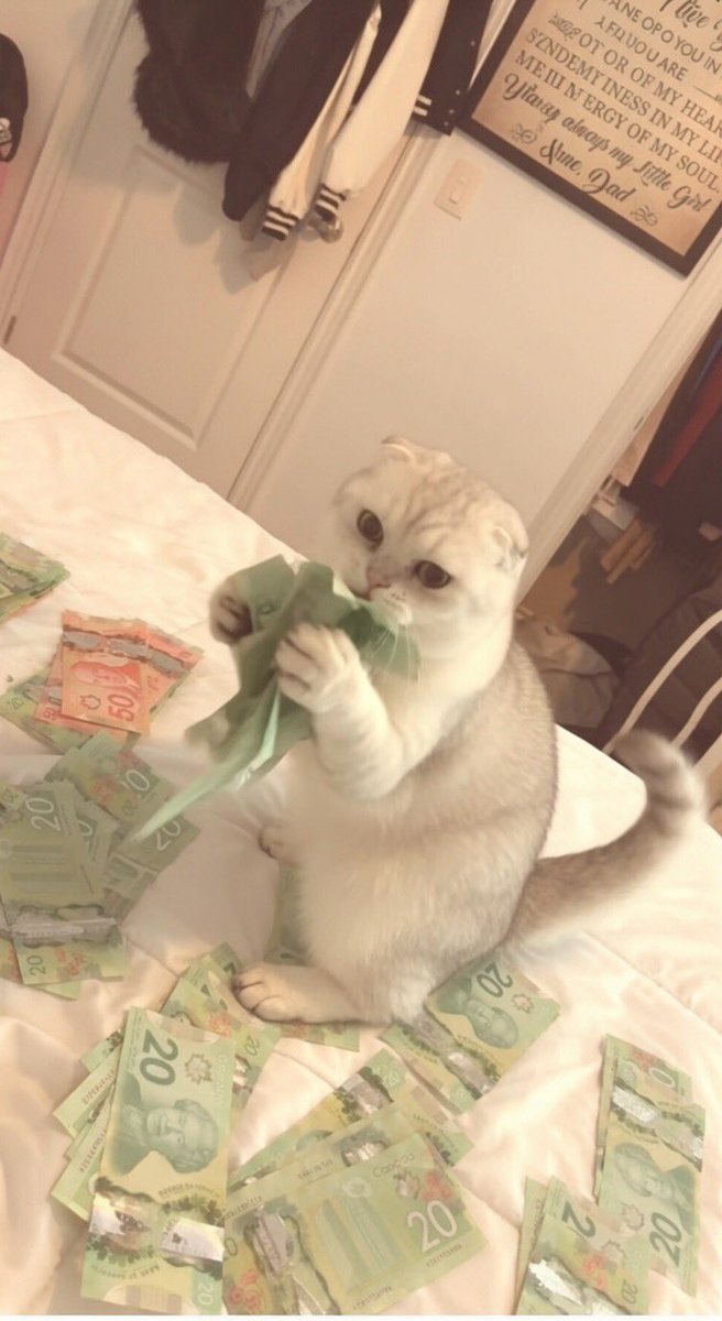 amairsxs's tweet photo. My cat has a bag https://t.co/nEi0r6CM9H