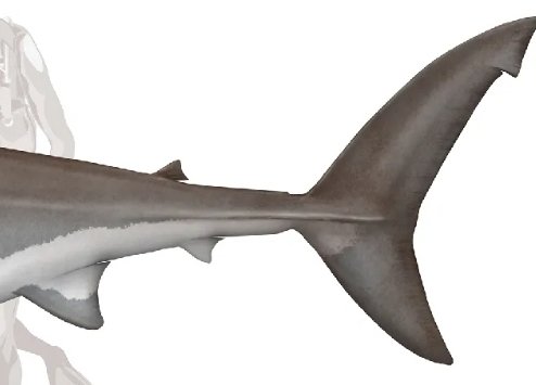 GracdMessengwif's tweet photo. @AngusMcFifePT @DraytonProd3735 NOOOOAA😭 I tried making her tail apparent without it looking useless? Bc she's a sharkrkkk
She needs to swim some how,, https://t.co/7BsZLOgkE6
