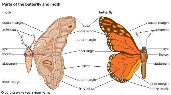 moth (@motheinsect) / Posts / X