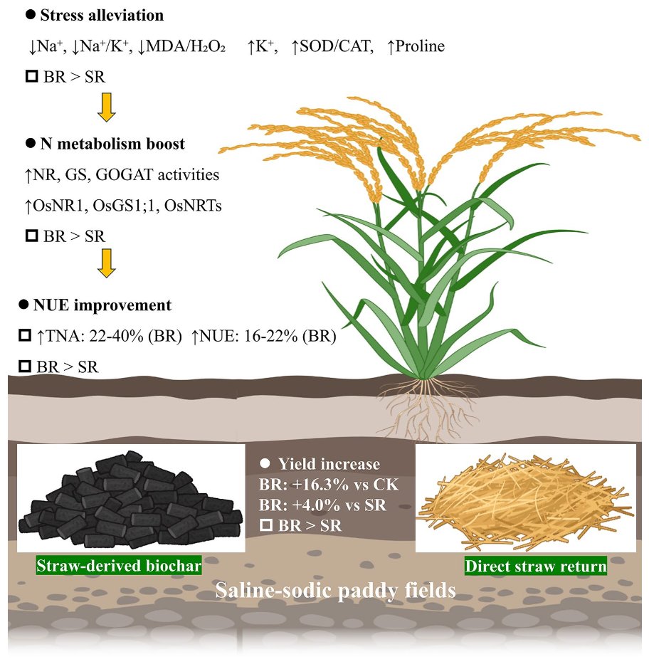 Biochar_Journal's tweet photo. Turning rice straw into biochar may work better than returning it directly to saline-sodic fields.

A two-year field study found lower salt stress, stronger nitrogen metabolism, higher nitrogen use efficiency, and up to 16.25% greater rice yield.

📖:
https://t.co/whOHsUT9Pt https://t.co/VrahgDOf9x