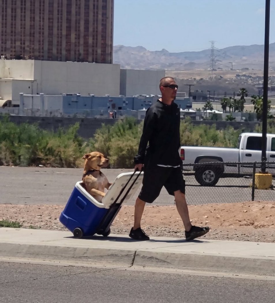 Puppieslover's tweet photo. Arizona man didn't want his dogs paws to burn on the hot pavement so he pulled him in a cooler instead. https://t.co/fA5U0i8m2u