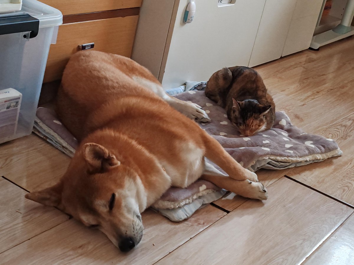 AmyLamorea73777's tweet photo. Nothing beats coming home to a wagging tail and soft purr—pets turn ordinary days into warm, cozy moments https://t.co/fRZYRpSvgg