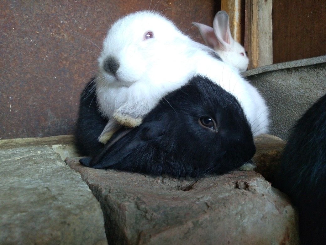 Bunnies's tweet photo. https://t.co/GFI6nrB8Hc