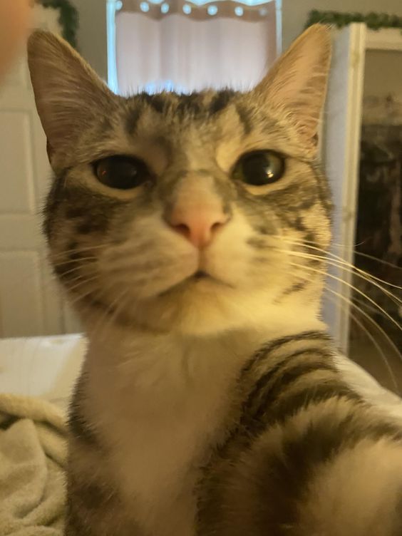 purrtacular's tweet photo. But first selfie

#adorablecats #catpics #kittens #kittenlove #kitty #cats #catlife #meow #catlove #catloversclub #cutecats #gatos #animals #CatsofTwitter #Caturday #Purrtacular https://t.co/keouG60Ebm