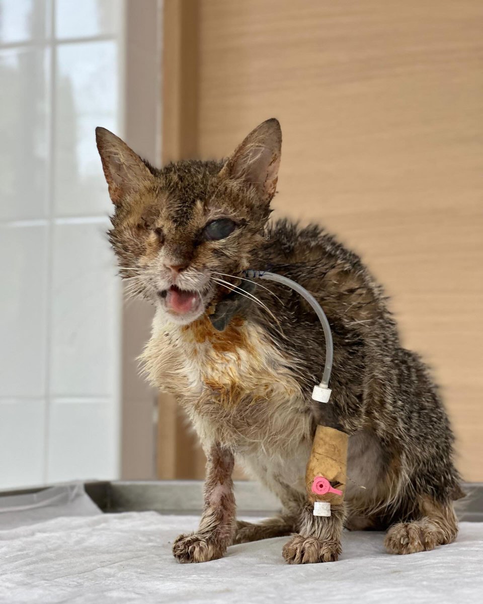 cqk5az07dhd80hg's tweet photo. PAYPAL INBIO 🙏🏼
She has been very weak after the surgery, which is normal, but we hope she will continue to improve and that her partial vision will indeed be restored.
Please consider donating to her care. Together, we can save her and give her the best life possible. THANK YOU https://t.co/AjZotRPBfU