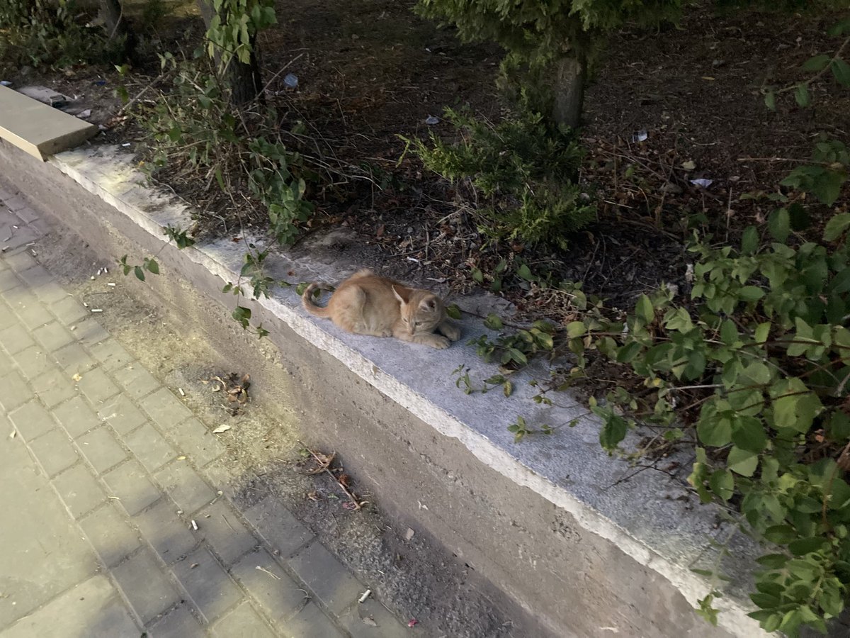 scopula_'s tweet photo. yavru kedi var gelen gelsin https://t.co/NL7pbfSD2e