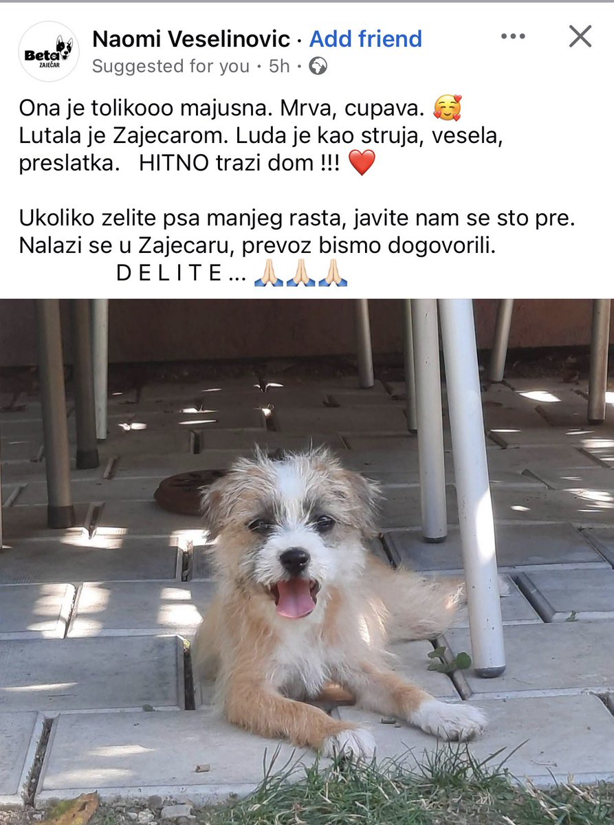 izvesnavesna's tweet photo. Ko će lepoticu? Javite se na profil sa slike https://t.co/DIjKh1NobB