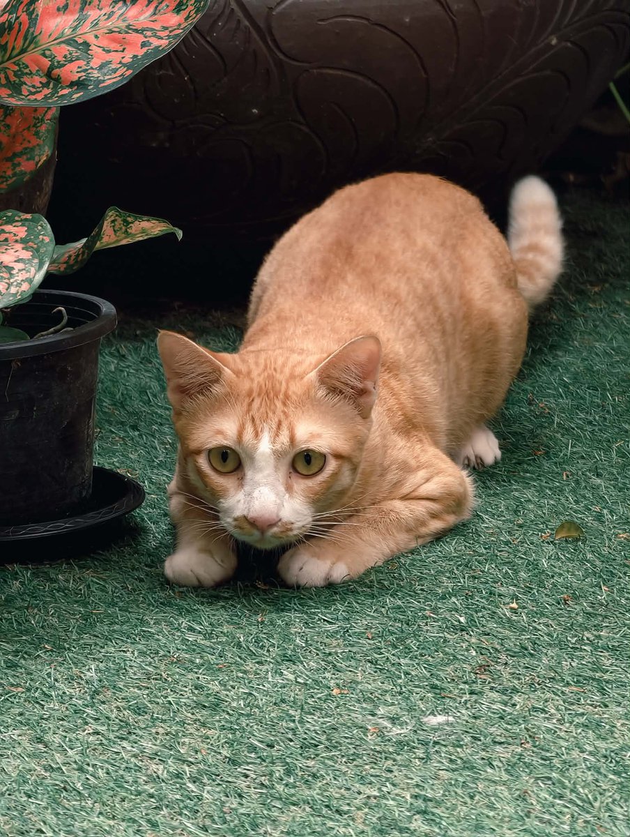 catperson020723's tweet photo. ส้มเช้ง อยากมีบ้าน🍊🏡
#หาบ้านให้แมวจร
เพศชาย อายุ 2-3 ปี ทำหมันแล้ว เข้ากระบะทรายเป็น ปลอดเอดส์ลิวคีเมีย ได้รับวัคซีน ถ่ายพยาธิแล้ว

นิสัย : ขี้อ้อน ติดคนมาก ปรับตัวกับคนได้ดีสุดๆ ชอบนอนหงายพุงให้จก

พิกัด : กทม. สมุทรปราการ ปทุมธานี นนทบุรี

***รับเลี้ยงฟ_รี แต่มีคัดบ้านนะคะ*** https://t.co/LmpFEtXDtc