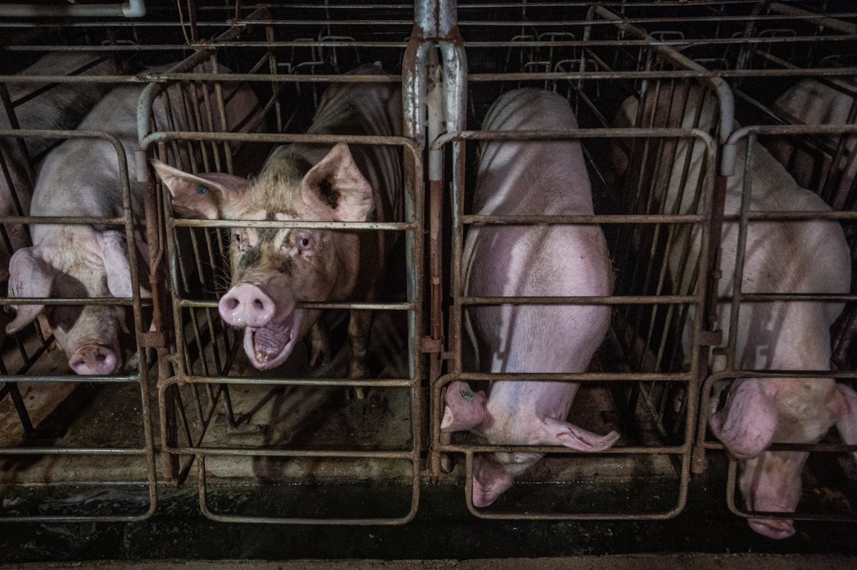 Lewis_Bollard's tweet photo. This week may be critical for keeping the Save Our Bacon Act out of the farm bill.

The SOB Act is the pork industry's play to wipe out every state ban on selling pork from crated pigs.

On Thursday, Iowa's senators will likely try to add it during the Senate farm bill markup.

Call your senators at (202) 224-3121 and tell them: no farm bill with the SOB Act in it.

Photo: Jo-Anne McArthur, WeAnimals.