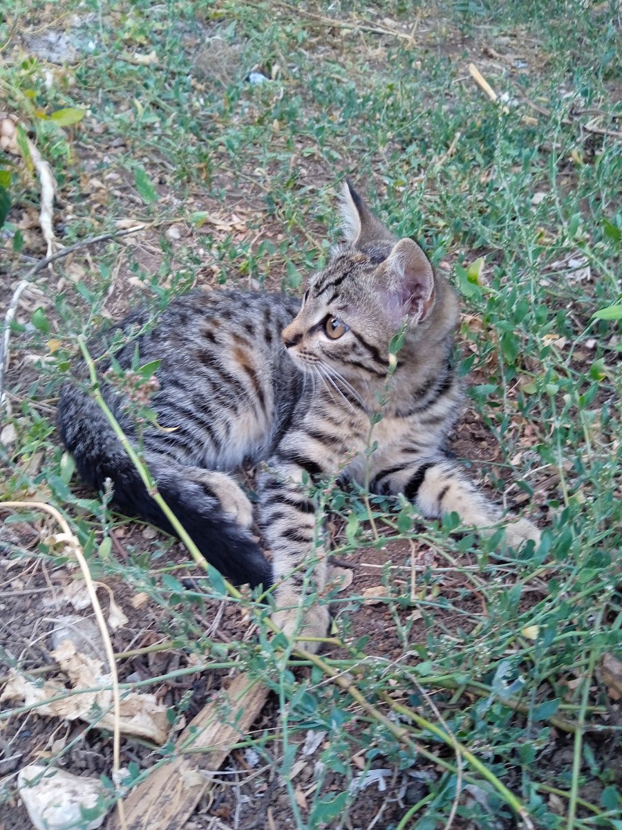 HaticeTarak8's tweet photo. Bahçe gülü 🐈✨ https://t.co/vpA9APgXrv