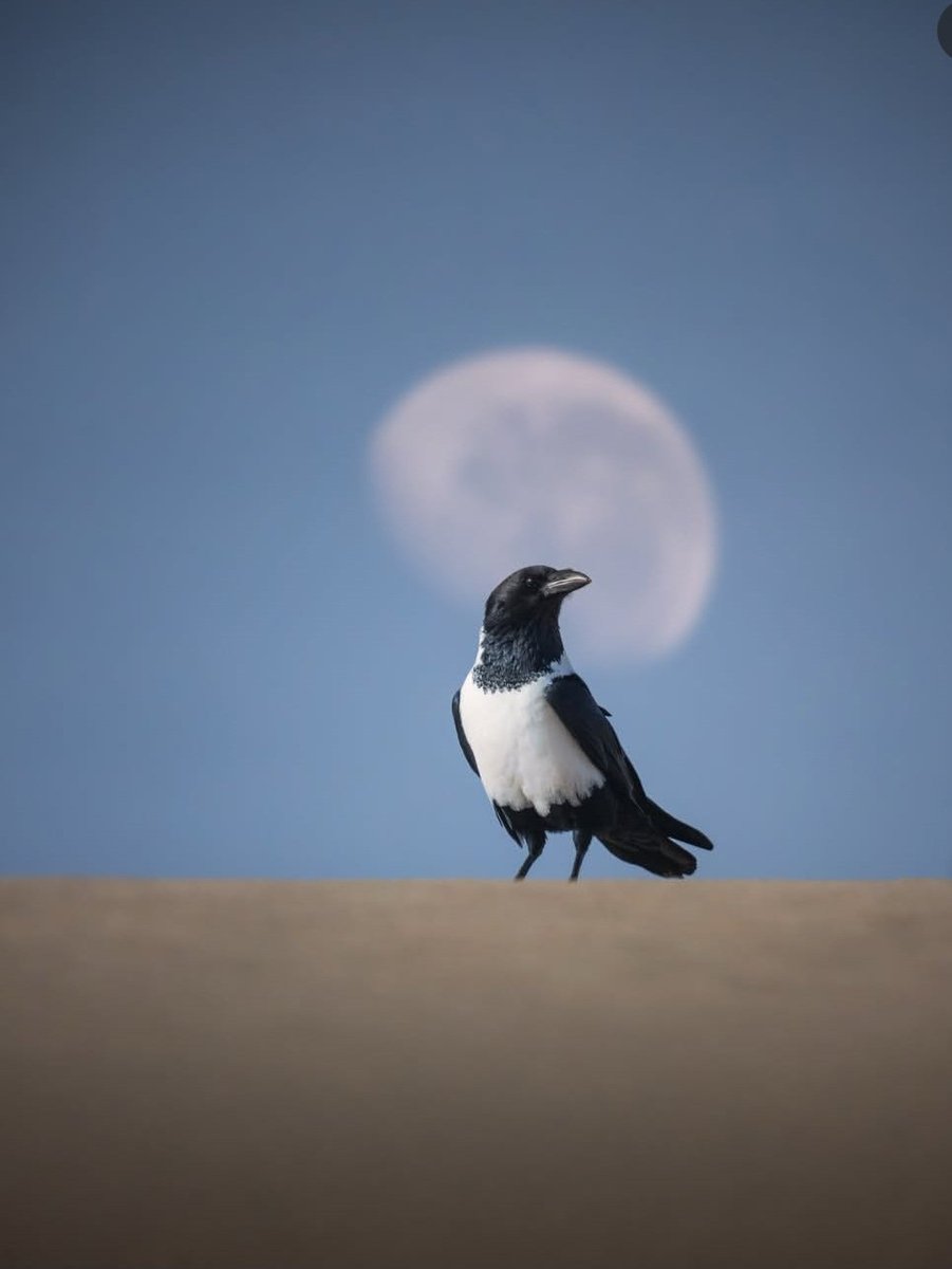 WildEarthHQ's tweet photo. A lone crow silhouetted against the glowing Moon—a timeless scene where mystery meets nature's beauty. 🌕🐦‍⬛In the quiet of the night, even the simplest moments become unforgettable works of art.

#Crow #Moon #Nature  #Aesthetic #Wildlife #Earth https://t.co/dHqabJbalH