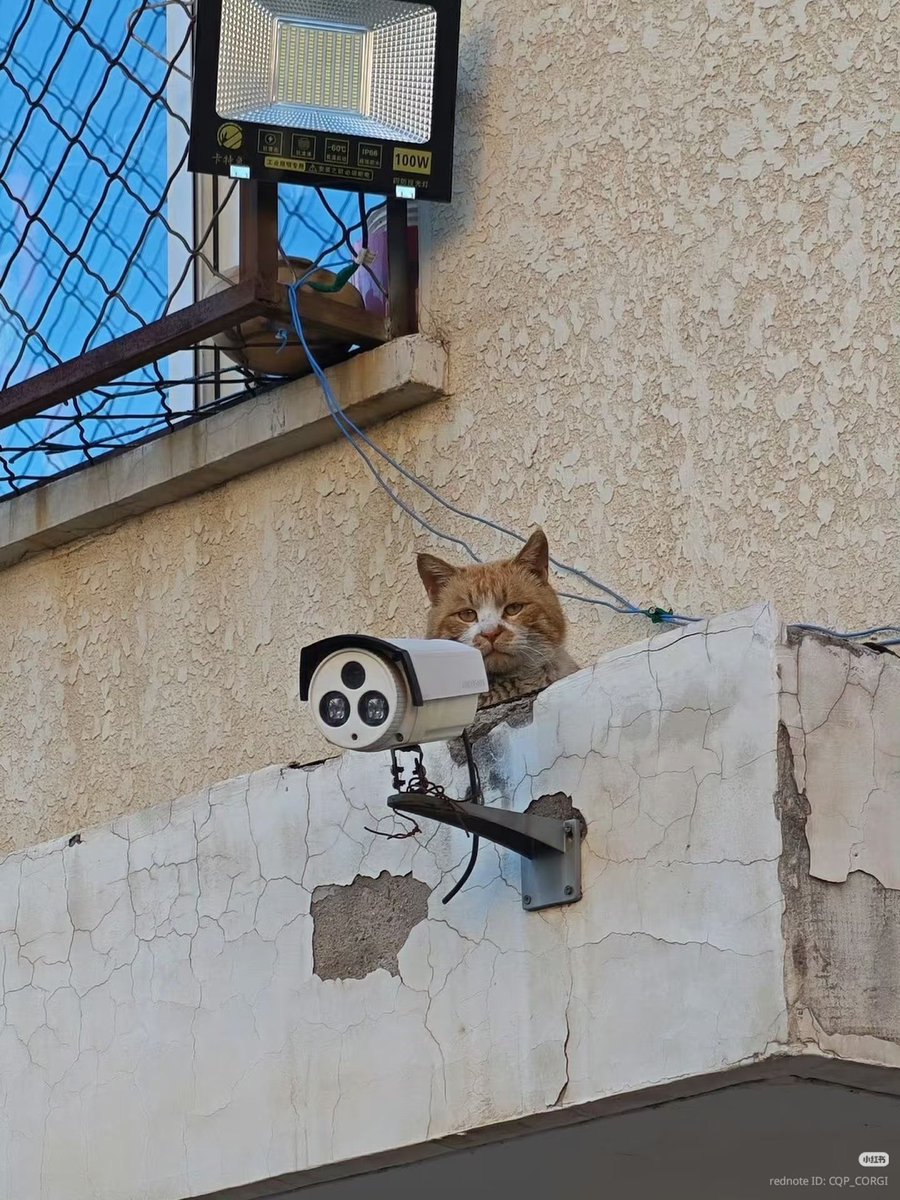 RaminNasibov's tweet photo. spy in the area https://t.co/KMiC32mBbF