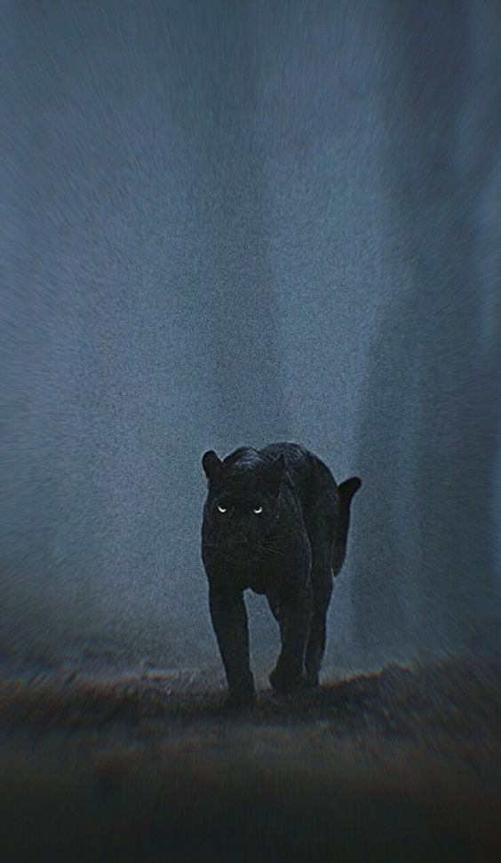 outsidercore1's tweet photo. shadow in the jungle https://t.co/LdPEp6vgGg