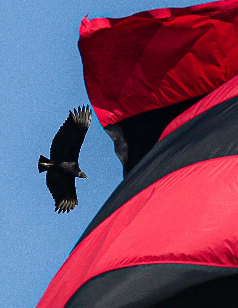 diasbernardotl's tweet photo. Já temos a foto Rubro-Negra do ano! 

PQP! ❤️🖤 https://t.co/jLaMpvY9du