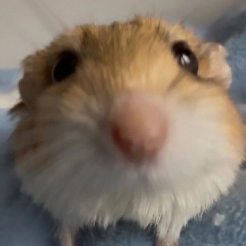 umm_hamster's tweet photo. https://t.co/eBVgBLHlkX