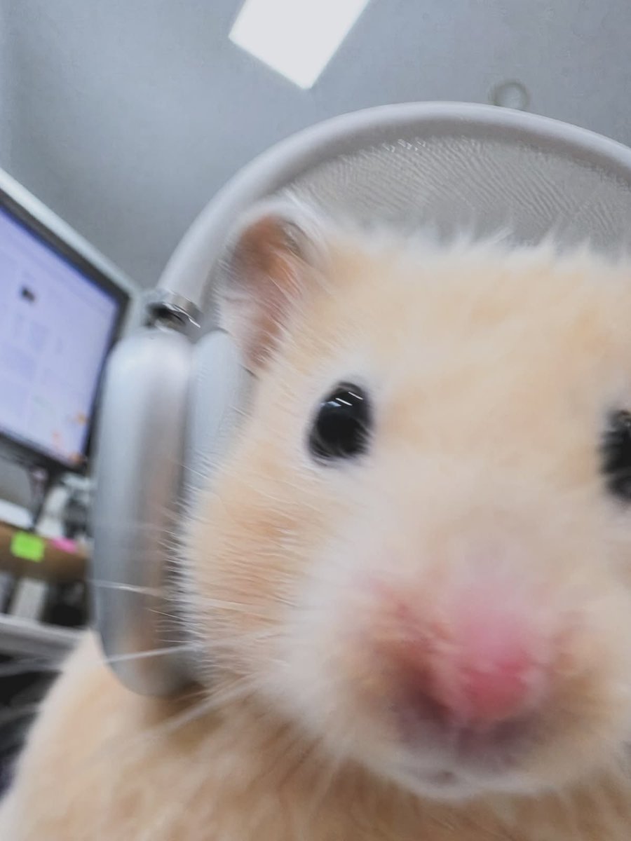 umm_hamster's tweet photo. https://t.co/uOyQ18uZ17