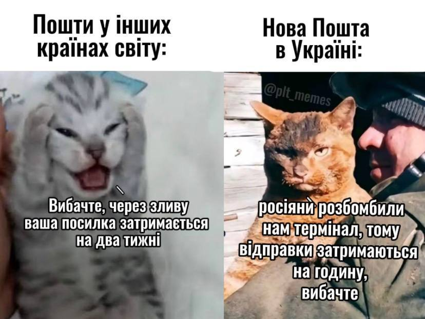 Баба і кіт tweet media