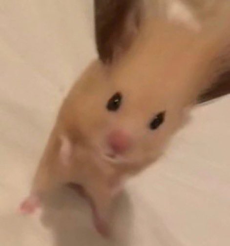 umm_hamster's tweet photo. https://t.co/wBTKbqswmG
