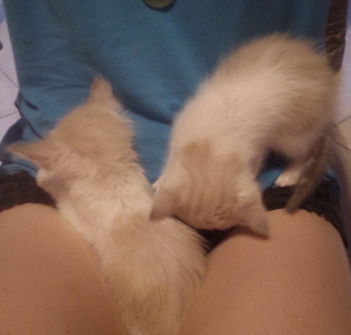 lainiixi's tweet photo. Drawing yuri with these things on my lap https://t.co/WEctIX0iWS