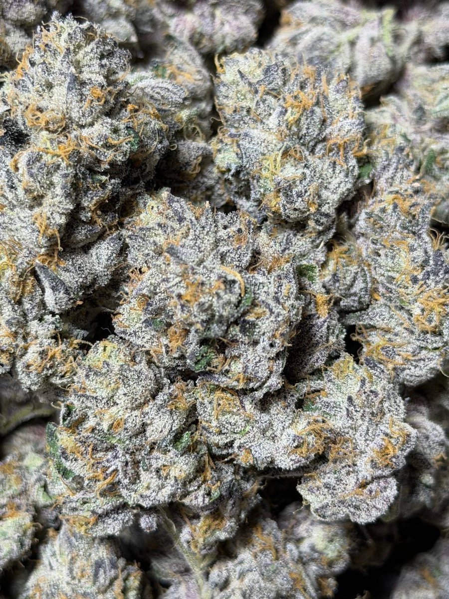 zabacannabisco's tweet photo. FROG TRAP 🐸☠️
The market asked for more Toad…
We answered with FROG TRAP.
Sweet upfront. Sour through the middle. Heavy gas on the finish. Every note stacked with intention.
Undisclosed genetics.
Organic living soil.
Micro batch.
Zero hype genetics. Just undeniable smoke.

Catch it if you can. 🐸