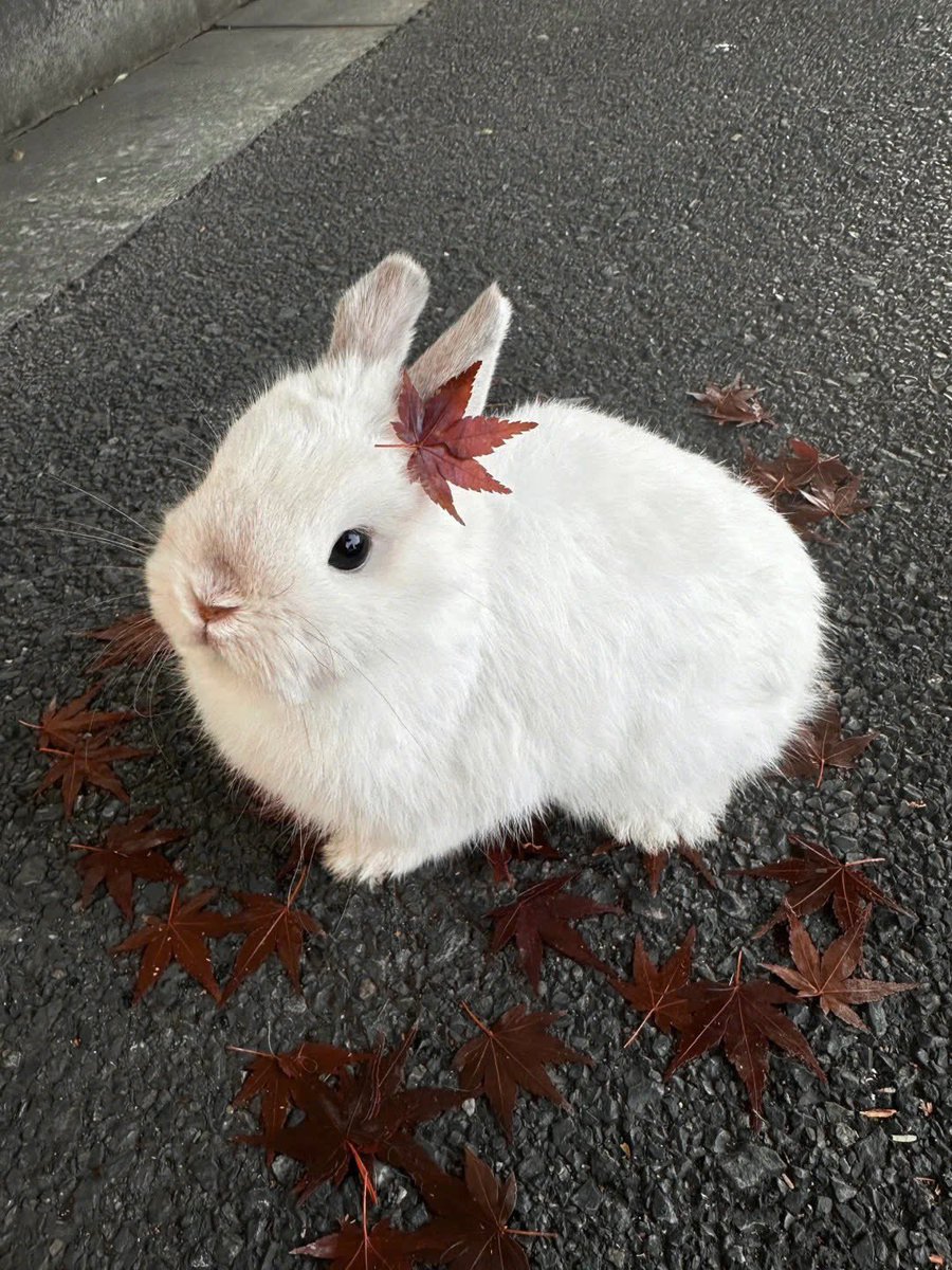 dailykaedehara's tweet photo. literally kazuha as a bunny 🍁 https://t.co/3QdoVaWnQS