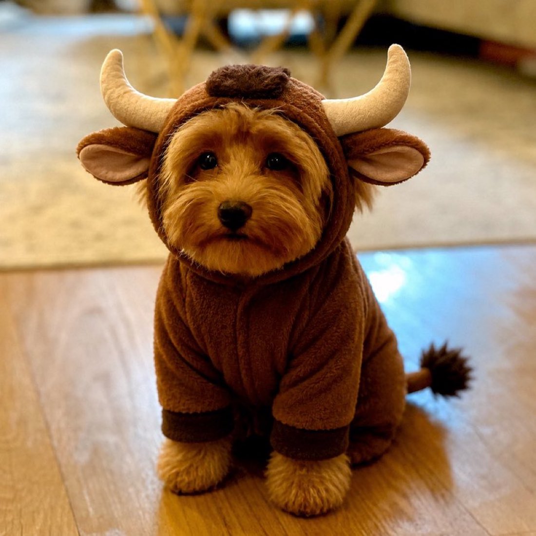 poochmeme's tweet photo. @phantom we are so back https://t.co/i8b6dU16sZ