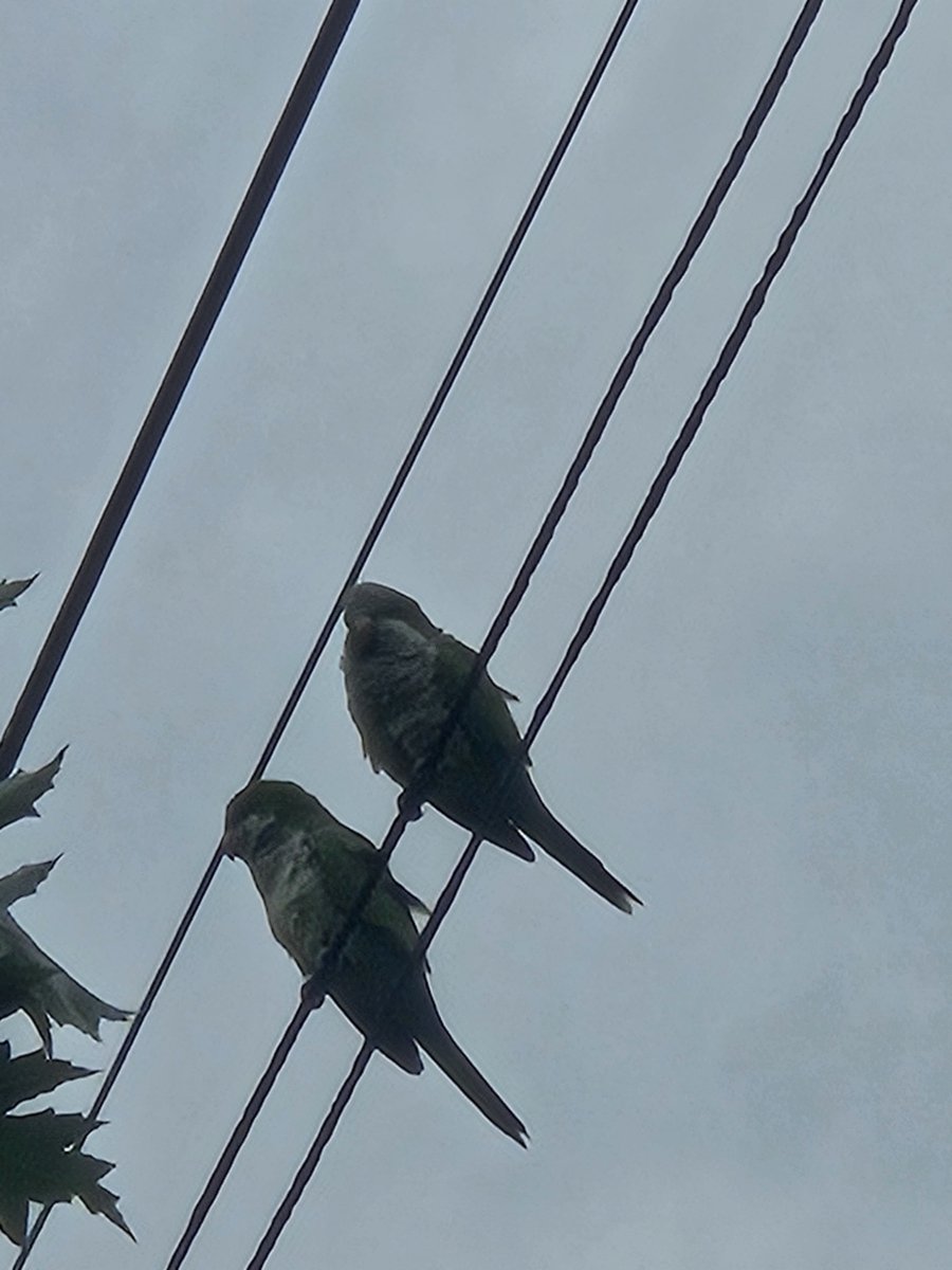 kittingercloud's tweet photo. @publicinte Kinda weird but we have parrots all over long Island https://t.co/eT8gCgyXJ3