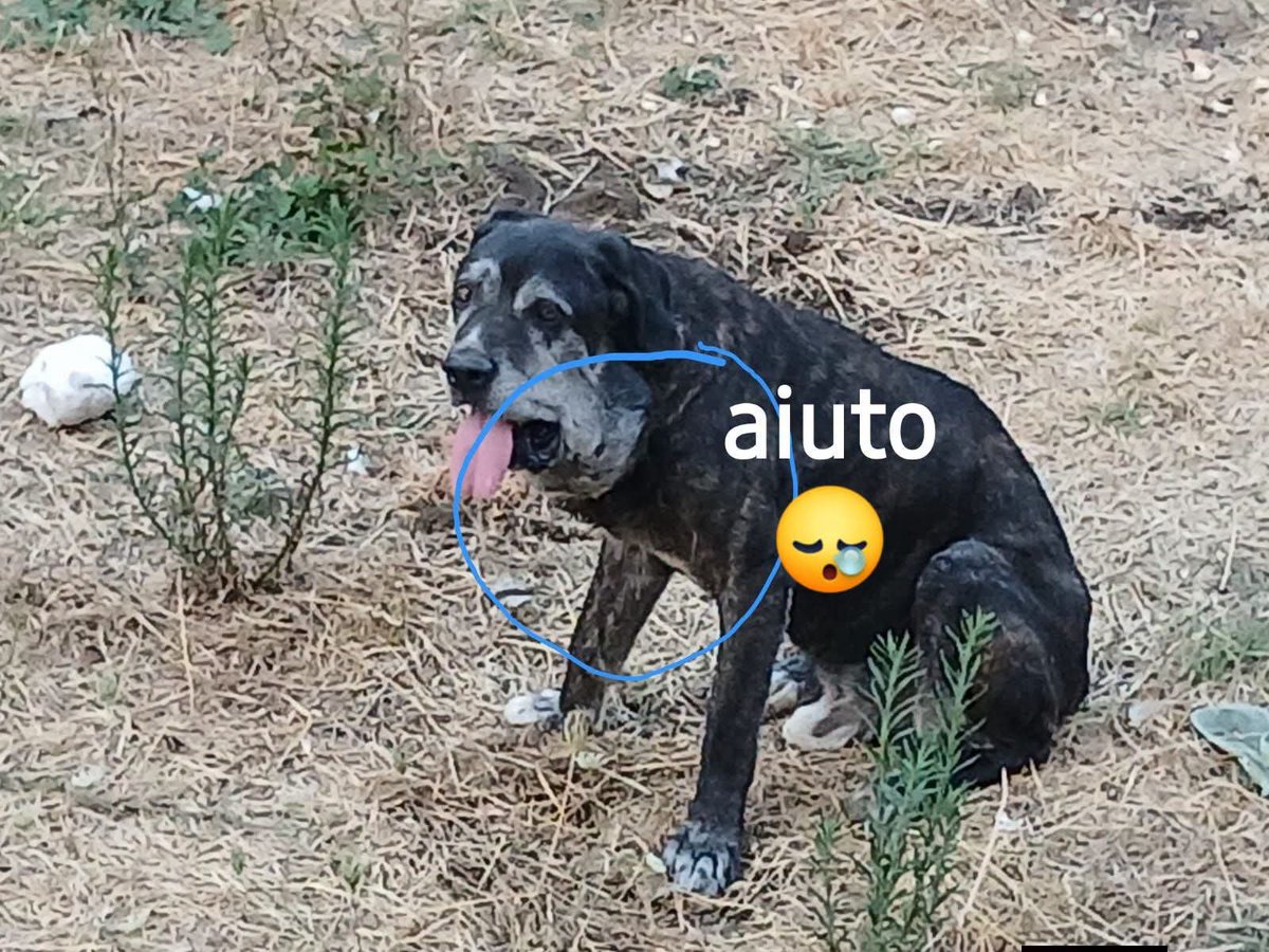 zampa_qua's tweet photo. AIUTOOOO ‼️‼️‼️‼️‼️🆘🆘🆘🆘🆘🚨🚨🚨🚨🚨 STRAURGENTISSIMO 
https://t.co/SOY3oKIiX8 CONDIVIDETE OVUNQUE QUESTA CREATURA HA BISOGNO DI AIUTO QUALCGE VOLONTARIO DELLA ZONA #4voiceless #etna #Linguarossa  @enpaonlus @OIPAItalia @LAV_Italia  🙏🙏🙏 https://t.co/RRTJzWQ6ih