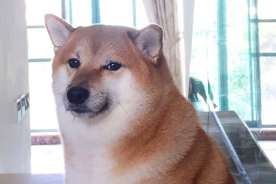 anakin100x's tweet photo. Cate ran to $75M+ as Doge’s Sister. Now it’s Cheemse turn as Doge’s Brother.

Eh6aq9CzvdJNsAAabh2VUZK9hELNzEEq5eV2msJZpump https://t.co/1lZoK5Fix2