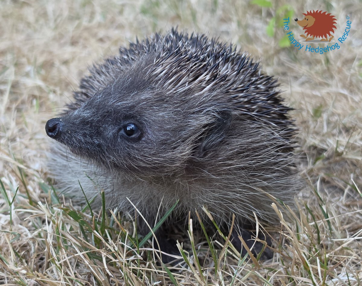 hogified100's tweet photo. I don't post very often as I have so many hedgehogs needing intensive care at the rescue but it's worth sticking around to see the cute pics. I don't preach or write essays but you will learn something from most posts! RIP HOLLY NOT SO BRIGHT https://t.co/6sHlLbY3v5
