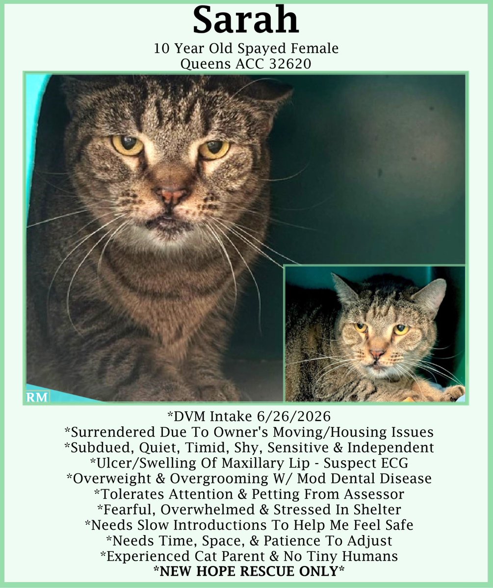 sachikoko's tweet photo. 🆘URGENT🆘SENIOR ALERT🙏🏾PLZ KEEP SHARING🆘
🙏🏾PLZ #PLEDGE 2 SAVE MY LIFE
💘8YO #Senior Brown #Tabby Kitty SARAH💘
🔶Removed From The Kill List - 7/19/26
🚨Still Needs #Rescue Or #Foster🚨
▶️32620 https://t.co/hvFbZwqNbI
▶️https://t.co/ASvXktvreJ
🚨NEW HOPE RESCUE🚨
#Queens #NYCACC https://t.co/JxPZde3L5k