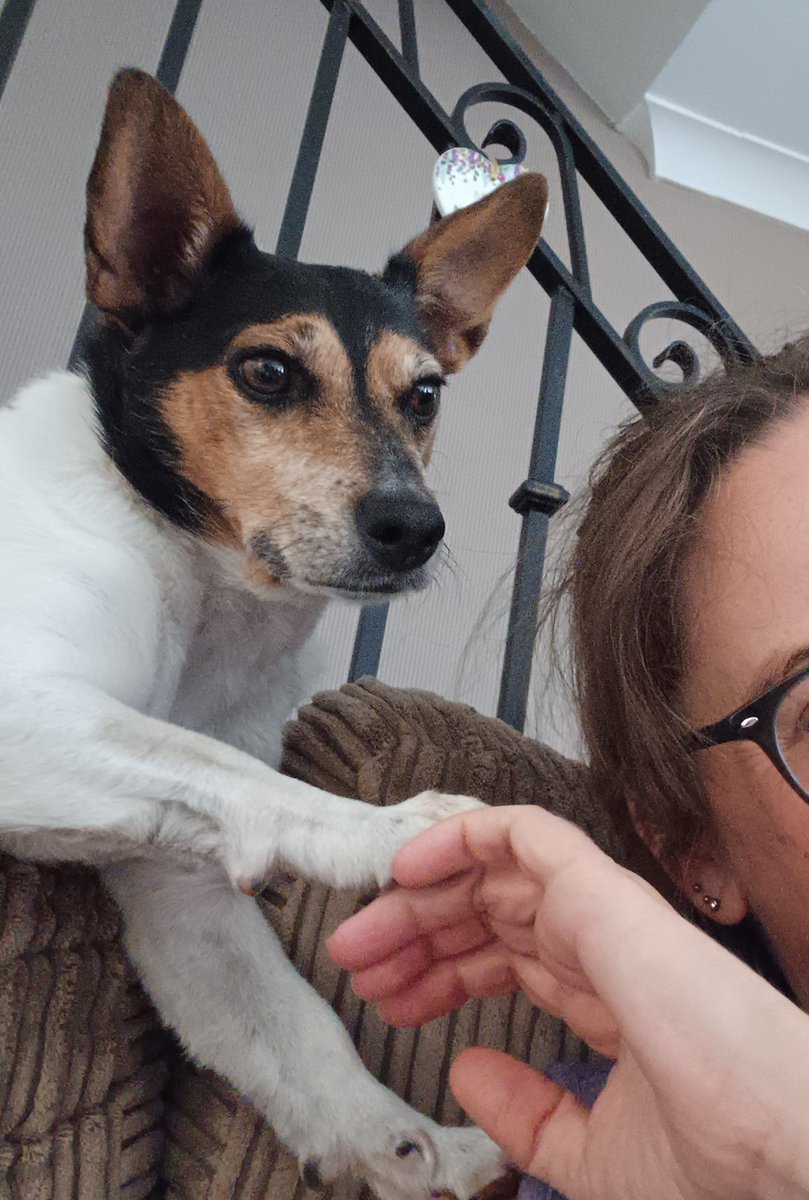 Star7Gem's tweet photo. @wonder_winston This is Harry 'Hands' he likes to use his paws a lot! 😄🥰🥰 https://t.co/xU7ruNcMVZ