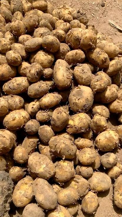 SuperSlimEli's tweet photo. Current Prices of Irish Potatoes 🥔🥔

Selected
50kg Bag - 78,000
25kg Bag - 39,000
20litre paint rubber - 21,000

50kg Bag - 75,000
25kg Bag - 37,000
20litre paint rubber - 19,500

📍Jos
08038055213 https://t.co/hGZSHzm6dM