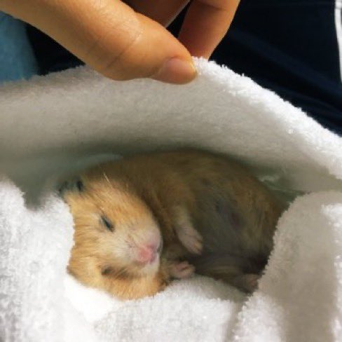 umm_hamster's tweet photo. https://t.co/5n3oNkuuTm